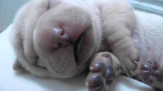 Filhote de Sharpei com 5 dias dormindo e sonhando Cherry EJ Terani [upl. by Lahtnero]