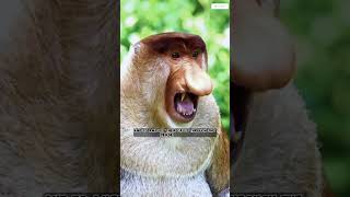 Proboscis Monkey Big Nose Big Swimmer proboscismonkey MonkeyFacts AnimalFacts [upl. by Foushee]