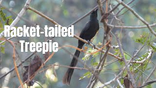 Racket tailed Treepie is a species that Ive never frequently seen them [upl. by Malim]