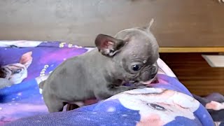 Tiny Frenchies Has Hydrocephalus But So Active And Adorable After Rescued [upl. by Halonna524]