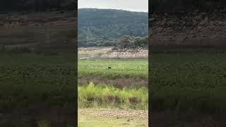 Lakeless Medina Texas fishing nowater lake medina texas cow [upl. by Eilama]