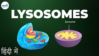 Cells  Lesson 11  Lysosomes  in Hindi हिंदी में   Infinity Learn [upl. by Orgalim854]