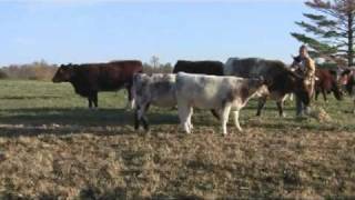 pedigo farms shorthorn cattlempg [upl. by Enerual36]