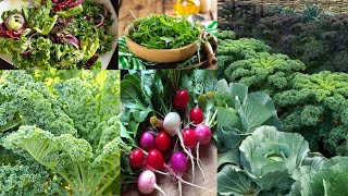 6 Veggies You Can Plant In December RIGHT NOW [upl. by Aleakam]