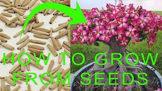 How to grow Desert Rose from seeds  Desert Rose Adenium Germination  Desert Rose Propagation [upl. by Saimerej]