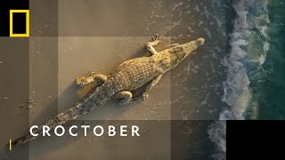 Dive Into The Crocodile Odyssey  Croctober  National Geographic WILD UK [upl. by Fronia]