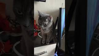 Скучает котейка😹😹😹 крылатыефразы cat котка [upl. by Mohun]