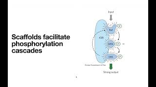 Receptor Tyrosine Kinases – insulin receptor INSR etc [upl. by Felike]