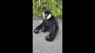 White cheeked Gibbon runs to dinner after work cuteanimals monkey gibbon [upl. by Arekat]