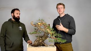 Advanced Bonsai demo Yamadori [upl. by Chenay]