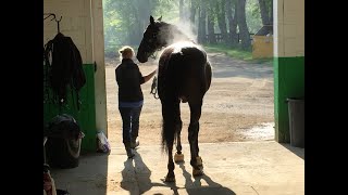 The Fastest Trotter in History  Sebastian K [upl. by Eintihw173]