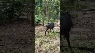 Unexpected Encounter with the Southern Serow 🐐 In the Park shorts [upl. by Chico187]