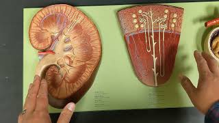 Renal System Blood Flow [upl. by Thor865]