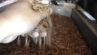 Mealworm Farm  Big Farm [upl. by Haim]