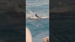 Sailfish Eating a fly youtube ocean fish short [upl. by Virgy320]