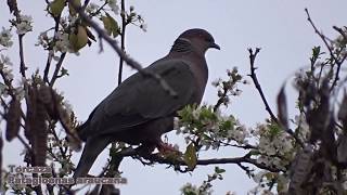 Torcaza o Paloma Araucana Patagioenas araucana [upl. by Rosemarie]