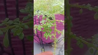 Oxalis plant ☘️☘️new trending gardening plants youtubeshorts shorts [upl. by Ellehctim]