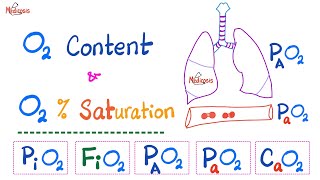 Oxygen Content  Oxygen Saturation SaO2   Oxygen Partial Pressure  Respiratory Physiology [upl. by Maidie12]