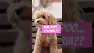 Maltipoo Pizzeria A Doggone Adventure [upl. by Nodnal]