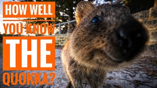 Quokka  Description Characteristics and Facts [upl. by Onilecram]