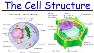 Biology  Intro to Cell Structure  Quick Review [upl. by Naenej734]