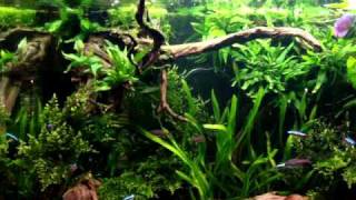 220 L Aquarium Amazone Look 1 [upl. by Sancha]