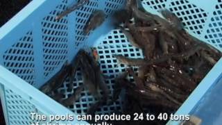 The worlds first Indoor Shrimp Production System ISPS [upl. by Akehs]