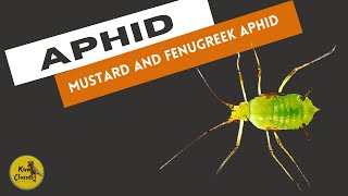 Agriculture Biology Class 12  Chapter  3 Mustard And Fenugreek Aphid  Life Cycle of Aphids [upl. by Sellers621]