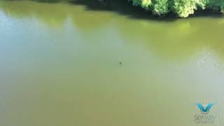 Huge big fish in Mote park lake Maidstone June 2022 aerials [upl. by Sion5]