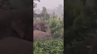 Elephant Vs man forest short video  elephant forest Goosebumps  elephant Bandipur [upl. by Emmie]