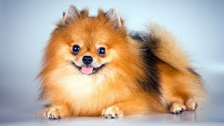 Pomeranian Breeding 101 What You Need to Know [upl. by Corabelle]