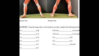 2024 Lab 1 Anatomy 1 [upl. by Earvin388]