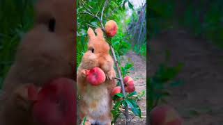 Bunny Eating Peaches bunnyeating foodie petlover pets [upl. by Odnomyar141]