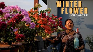 Winter Flowers Plant Care in Nepali I Pabitra Garden [upl. by Jenesia]