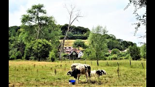 LENTEBLOEI IN SCHIN OP GEUL EN OUDVALKENBURG [upl. by Amero]