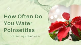 How Often Do You Water Poinsettias [upl. by Nickles]