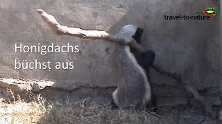 Honigdachs büchst aus  Honeybadger escaping [upl. by Inafets]