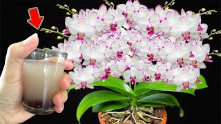 1 Cup a Week Any Orchid Will Grow Hundreds Of Orchid Flowers [upl. by Newg]