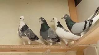 TIPPLERS 2018 PIGEON PELLUMBAT [upl. by Hurwit]