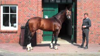 Comte  Hanoverian Stallionn by Contendro I [upl. by Estis]