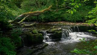 ESTUDE E TRABALHE EM PAZ  Música Suave Natureza Pássaros Cachoeira e Água Corrente [upl. by Aleet]