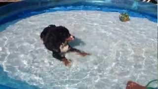 My Bernese Mountain puppy quotJuulquot loves water [upl. by Glaab517]