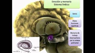 FISIOLOGIA DE LA MEMORIA Y APRENDIZAJE [upl. by Hsihsa]