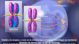 Meiosis Crossing Over and Variability 3D Animation subtitulado al español [upl. by Femmine]