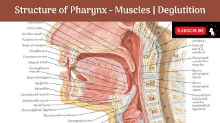 Structure of Pharynx  Layers  Muscles  Constrictors amp Longitudinal  Nerve Supply Deglutition [upl. by Sarad]