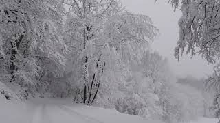 Relaxing Snowfall 2 Hours  Sound of Light Wind Breeze and Falling Snow in Forest Part 2 [upl. by Noramac]