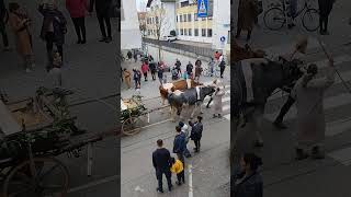 traditionelle Leonhardifahrt in Fürstenfeldbuck am 26102024 7 шествие Святого Леонарда традиции [upl. by Yornoc415]