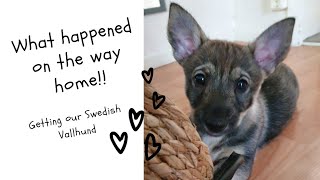 Getting our Swedish Vallhund [upl. by Anoynek]