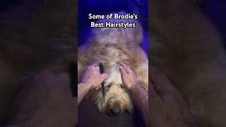 The different hairstyles I give my dog goldendoodle doggrooming tutorial [upl. by Girardo]