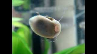 Closeup Nerite Snail cleans glass [upl. by Onitsoga]